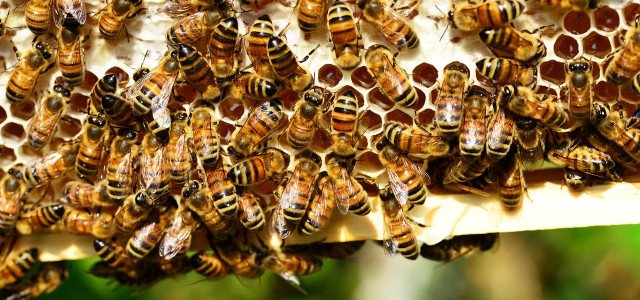Biene bienenpatenschaft