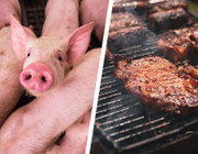 Schweine und Grillfleisch: Stiftung Warentest prüft Nackensteaks