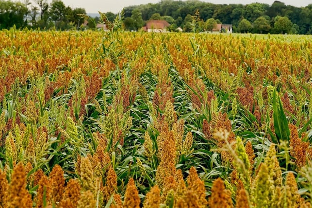 sorghum-felder-werden-inzwischen-weltweit-bestellt-cc0-pixabay-schwoaze-191108_download Sorghum-Felder werden inzwischen weltweit bestellt.