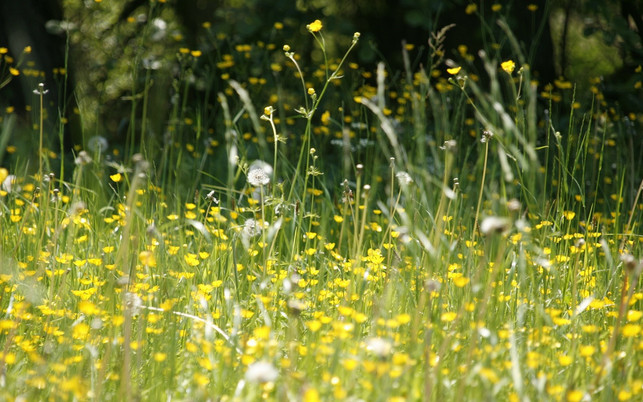 Heuschnupfen-Pollen-pb-170523-1280x800 Hausmittel helfen Allergikern in der Heuschnupfensaison.