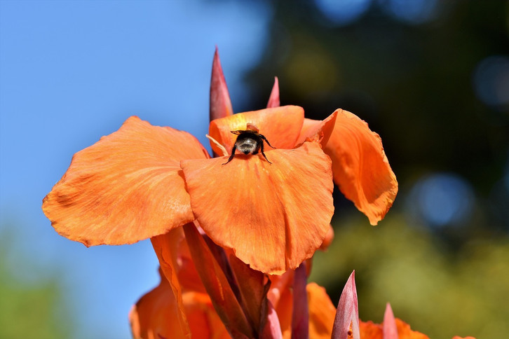Indisches Blumenrohr: So pflanzt und pflegst du die exotische Pflanze -  Utopia.de