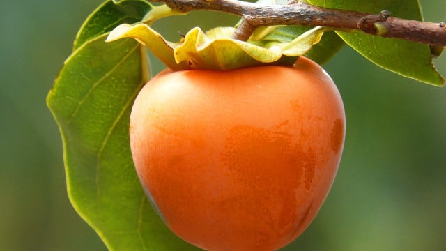 persimone-cc0-pixabay-makamuki0-211222 persimone