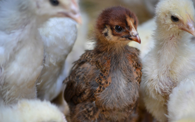 zweinutzungshuhn-bruderhahn-z-oekologische-Tierzucht-gGmbH-200406-1280x800-1 Zweinutzungshuhn und Bruderhahn: Alternativen zur Kükentötung