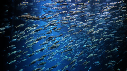 fischarten-quecksilber-cc0--pixabay--aglaya3-260319 fischarten quecksilber