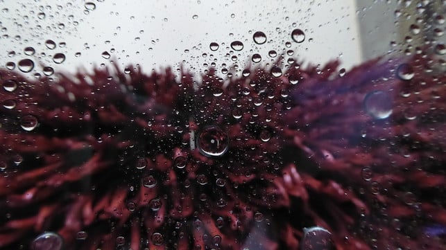 auto-selbst-waschen-am-besten-in-einer-professio-cc0-pixabay-techphotogal-190322_download Auto selbst waschen - am besten in einer professionellen Anlage.