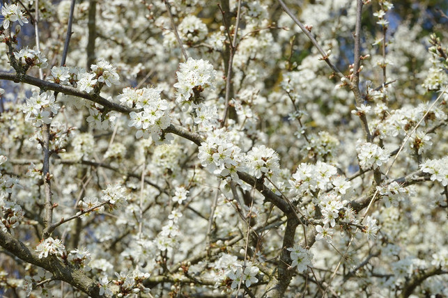 schlehenhecken-wachsen-dicht-und-bilden-viele-bluet-cc0-pixabay-hans-210809_download Schlehenhecken wachsen dicht und bilden viele Blüten aus.