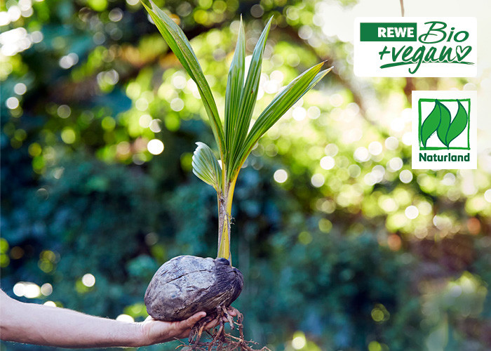 Rewe Kokosmilch aus Sri Lanka und von den Philippinen ohne künstliche Aromen