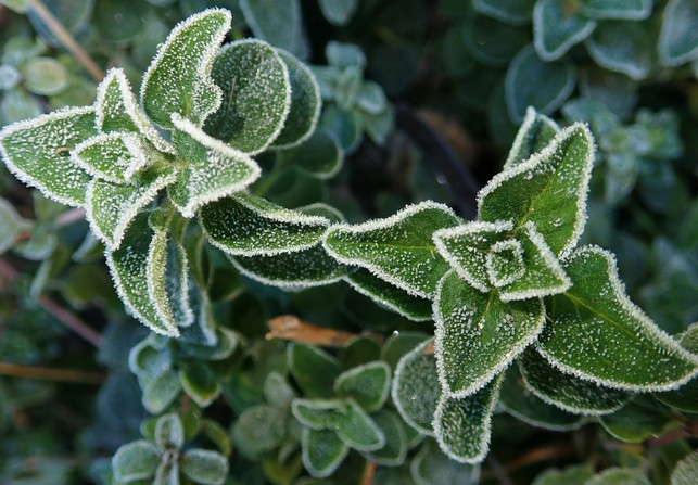 um-winterharte-kraeuter-musst-du-dir-in-der-kraeuter-cc0--pixabay--buntysmum-250616_download Um winterharte Kräuter musst du dir in der Kräuterspirale keine großen Sorgen machen.