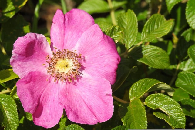 die-blaetter-der-kartoffelrose-sind-essbar-cc0--pixabay--hansbenn-250910_download Die Blätter der Kartoffelrose sind essbar.