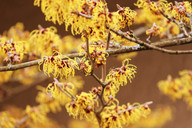 hamameliswasser-wird-aus-den-blaettern-undoder-zwe-cc0-pixabay-manfredrichter-191103_download Hamameliswasser wird aus den Blättern und/oder Zweigen des Hamamelis-Strauchs gewonnen.