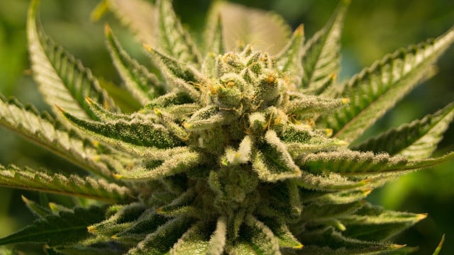 unterschied-sativa-indica-cc0-pixabay-futurefilmworks-240716 Unterschied Sativa Indica