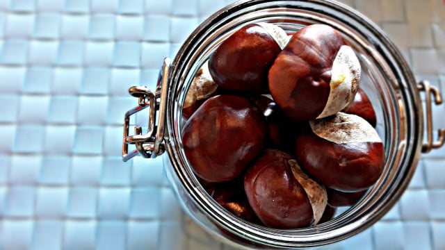 In autumn you can collect plenty of horse chestnuts.