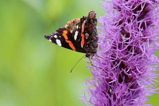 die-prachtscharte-bietet-unter-anderem-schmetterli-cc0--pixabay--nennieinszweidrei-250512_download Die Prachtscharte bietet unter anderem Schmetterlingen Nahrung.
