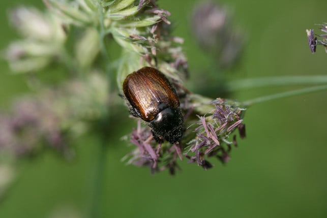 um-einem-befall-mit-gartenlaubkaefern-vorzubeugen-cc0--pixabay--siegella-250522_download Um einem Befall mit Gartenlaubkäfern vorzubeugen, gibt es verschiedene Maßnahmen.