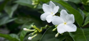 Jasmin
