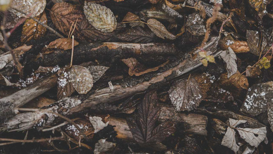 Holz aus dem Wald holen: Warum das böse enden kann Holz aus dem Wald holen: Warum das böse enden kann