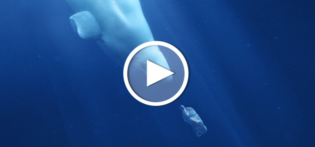 Filmtipp: A Plastic Ocean
