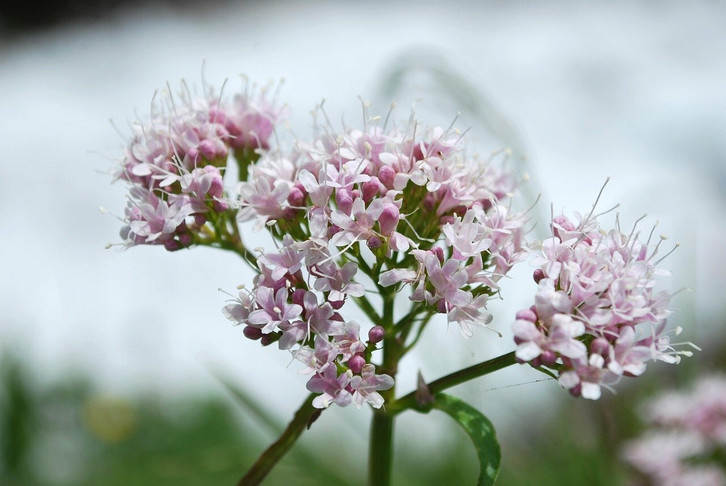 Valerian has a calming effect as a natural sleep aid.