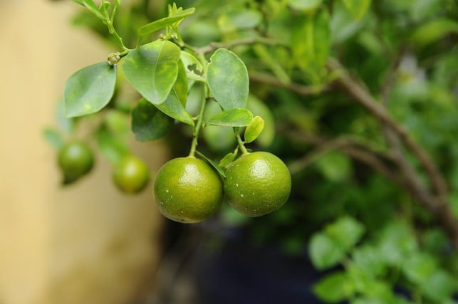 kumquats-brauchen-viel-licht-und-waerme-cc0-pixabay-huyngan-200731_download Kumquats brauchen viel Licht und Wärme, um zu wachsen.