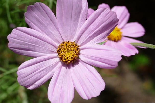 die-cosmea-traegt-ihren-landlaeufigen-namen-schmuck-cc0--pixabay--babamu-250525_download Die Cosmea trägt ihren landläufigen Namen "Schmuckkästchen" nicht zu Unrecht.