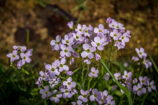 schaumkraut-ist-sehr-pflegeleicht-cc0-pixabay-stux-221129_download Schaumkraut ist sehr pflegeleicht.