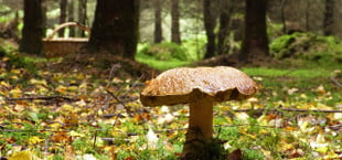 steinpilze rezept