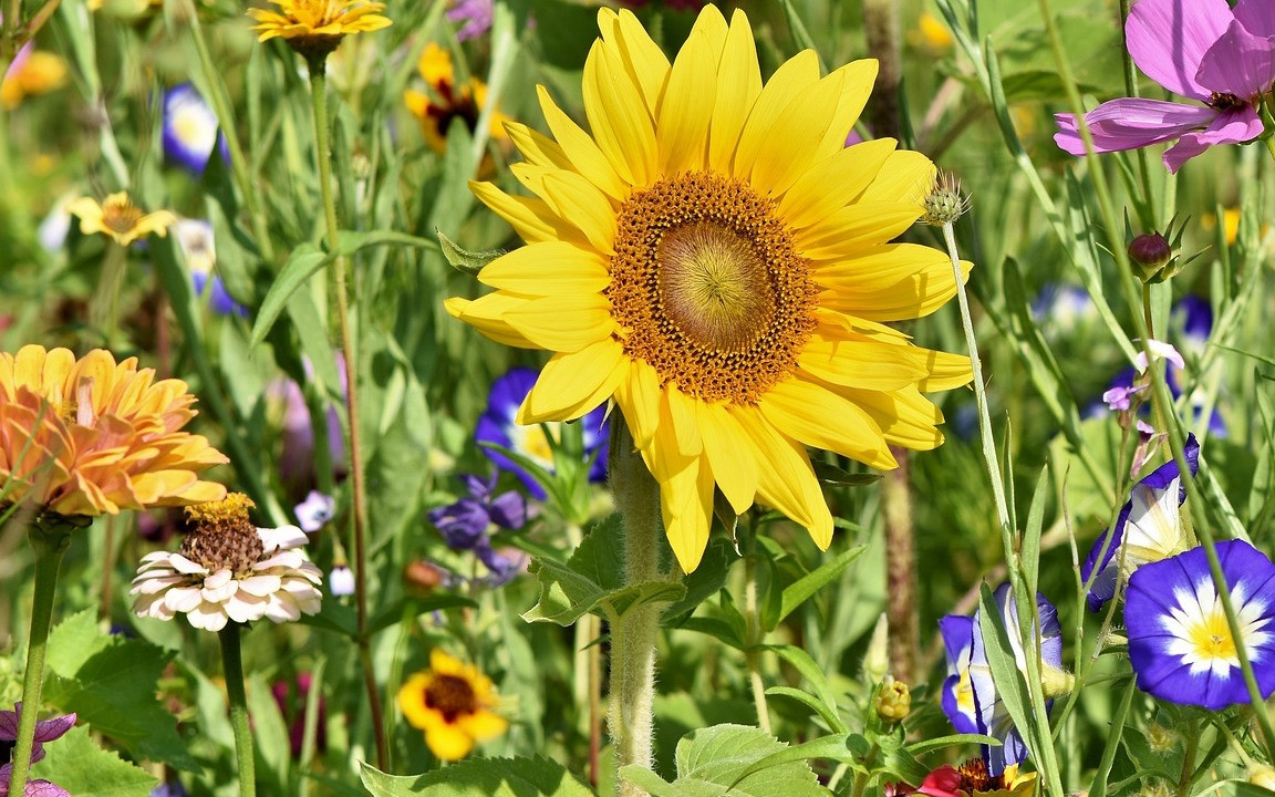 Schnittblumengarten anpflanzen: Diese Blumen eignen sich - Utopia.de