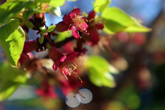 die-blueten-der-aprikose-koennen-rot-sein-waehren-mi-cc0-pixabay-annawaldl-230807_download Die Blüten der Aprikose können rot sein, währen Mirabellen weiß blühen.