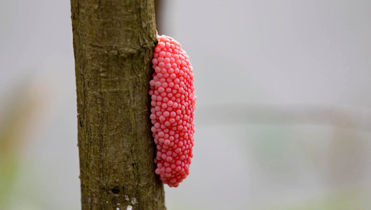 apfelschnecken-colourboxcom72707-250428 Apfelschnecken