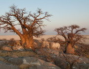 Baobab-Produkte