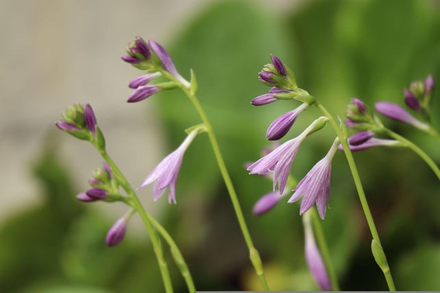 die-bluete-der-funkie-braucht-viel-energie-cc0--pixabay--aimnotboy-250722_download Die Blüte der Funkie braucht viel Energie.