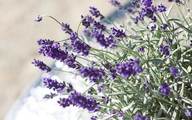 bienen-kraeuter-lavendel-pb-cc0-1280x800 Bienenfreundliche Kräuter: Lavendel