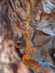 mit-hilfe-von-baumharz-verschliessen-baeume-ihre-wun-cc0-pixabay-ajoheyho-200326_download Mit Hilfe von Baumharz verschließen Bäume ihre Wunden.