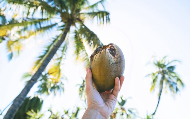 kokos-kokosnuss-2-cc0-us-170224-1280x800 Kokosnuss nach der Ernte