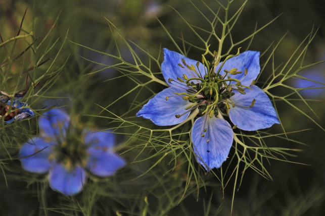 echter-schwarzkuemmel-enthaelt-wertvolle-natuerliche-cc0-pixabay-pasja1000-191103_download Echter Schwarzkümmel enthält wertvolle, natürliche Vitamine und essentielle Fettsäuren.