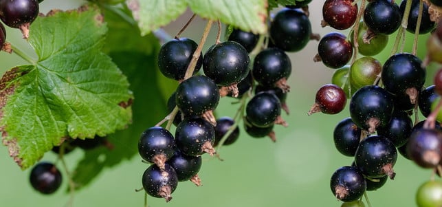 haut-haare-johannisbeeren-pb-pezibear-170301-1280x600 Schwarze Johannisbeeren wirken antioxidativ und schützen so vor Hautalterung.
