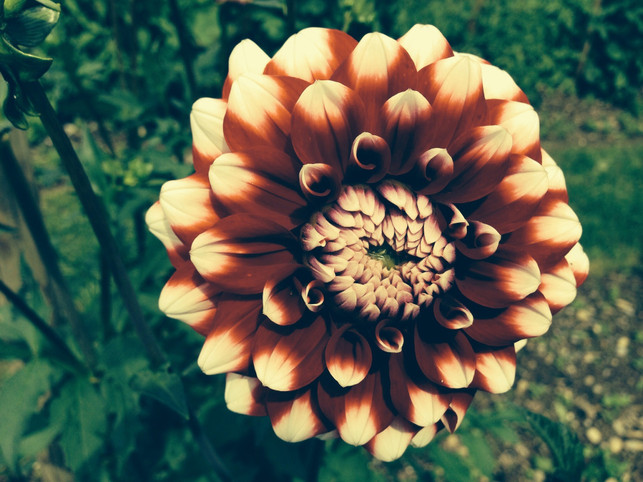 dahlien-lieben-die-sonne-sollten-aber-vor-hitze-g-cc0--pixabay--photosforyou-250519_download Dahlien lieben die Sonne, sollten aber vor Hitze geschützt stehen.