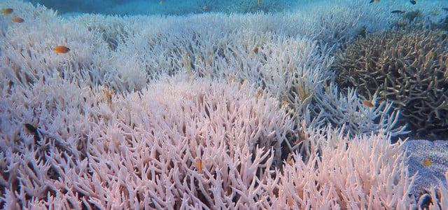 Korallenbleiche Great Barrier Reef