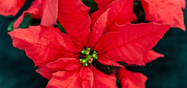 Weihnachtsstern verliert Blätter: Was tun?