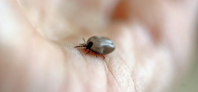 Protection against ticks: How to avoid bites