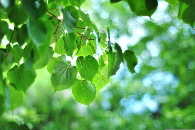 All parts of the birch can be used as valuable medicines.