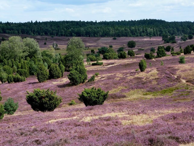 zu-den-bekanntesten-deutschen-naturschutzgebieten-cc0-pixabay-muscha-201222_download Zu den bekanntesten deutschen Naturschutzgebieten gehört zum Beispiel die Lüneburger Heide.
