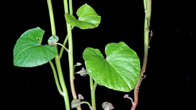 suesskartoffel-zimmerpflanze-cc0--pixabay--buntysmum-251008 Süßkartoffel Zimmerpflanze