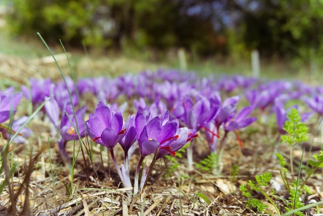 wenn-du-safran-anpflanzen-moechtest-brauchst-du-ni-cc0-pixabay-xtendo-221122_download Wenn du Safran anpflanzen möchtest, brauchst du nicht unbedingt einen Garten. Es klappt auch im Topf auf dem Balkon.