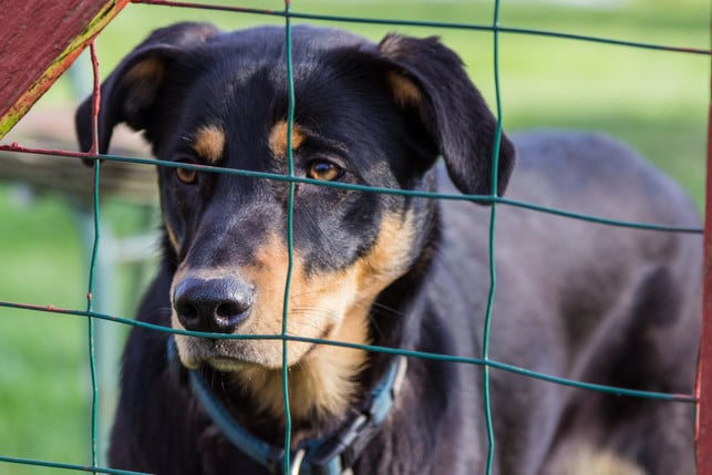 willst-du-einen-hund-adoptieren-musst-du-eine-sch-cc0--pixabay--meineresterampe-251006_download Willst du einen Hund adoptieren, musst du eine Schutzgebühr zahlen.