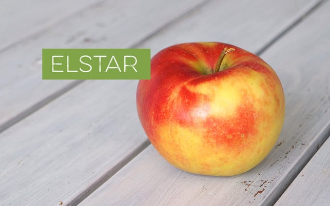 Apfelsorten bestimmen – Elstar Apfelsorten bestimmen – Elstar