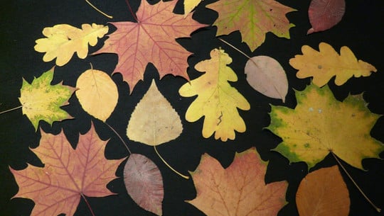 blaetter-pressen-trocknen-cc0-pixabay-hans-191110 Blätter Pressen trocknen