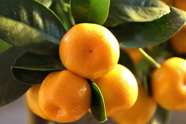 die-calamondin-ist-eine-kreuzung-aus-mandarine-und-cc0-pixabay-furbymama-250202_download Die Calamondin ist eine Kreuzung aus Mandarine und Kumquat.
