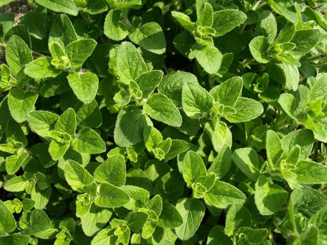 ein-bestandteil-des-gyrosgewuerzes-oregano-cc0-pixabay-ariesa66-200508_download Ein Bestandteil des Gyrosgewürzes: Oregano.