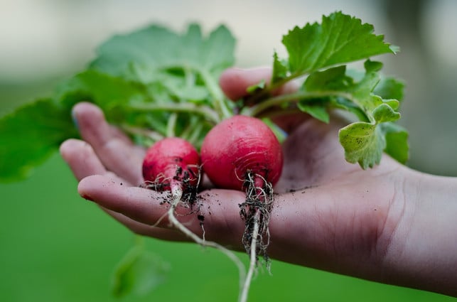roter-rettich-schmeckt-wie-der-weisser-rettich-wuerz-cc0-pixabay-skitterphoto-190210_download Roter Rettich schmeckt würzig und leicht scharf.